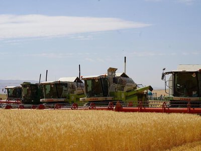 В Казахстане намолочено 18,6 млн тонн зерна
