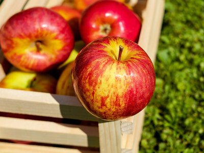 Доход в 215 млн тенге: продукция из Алматинской области пользовалась высоким спросом на ярмарке в столице 