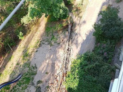 В Николаеве из-за сильного ветра у детской площадки упало сухое дерево и перекрыло проезд во дворе