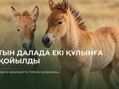 Первые жеребята лошади Пржевальского, родившиеся в Казахстане, получили имена Ботай и Тұмар