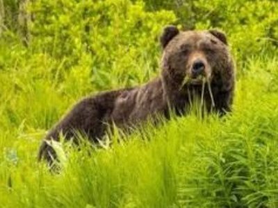 В России медведи атаковали целый город – от них отбивались БПЛА