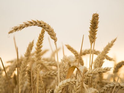Дощі у Північній Америці можуть сповільнити збирання кукурудзи, сої та каноли