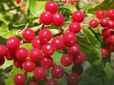  Казахстанские ботаники сделали важное открытие о флоре Каратау 