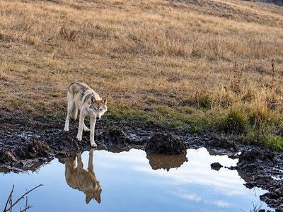  Волки попали в объектив фотоловушки в Каркаралинском нацпарке 