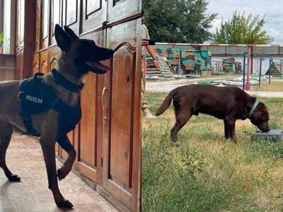 Четвероногие напарники помогают полицейским выполнять служебные задачи в области Абай