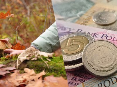 За эту единственную ошибку при сборе грибов в Польше выпишут 5000 злотых штрафа
