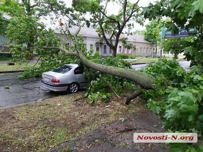 Дерево упало на автомобиль: через суд от «Николаевских парков» требуют почти 200 тысяч гривен
