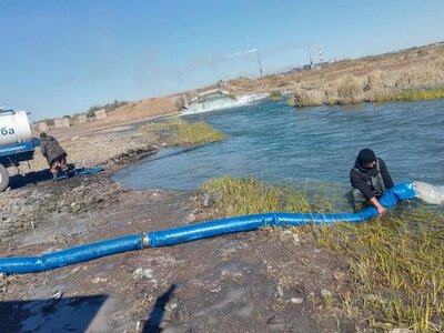 В озеро Балхаш выпустили 180 тысяч молоди сазана