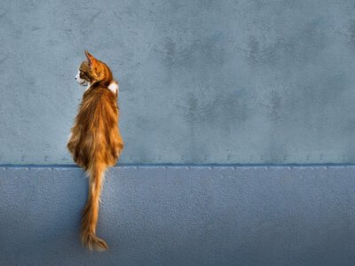  Чем опасны укусы и царапины домашних животных — предупреждение специалистов 