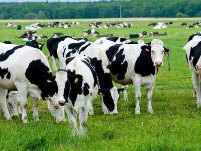 Аграриям компенсируют до 50% затрат на строительство и реконструкцию ферм