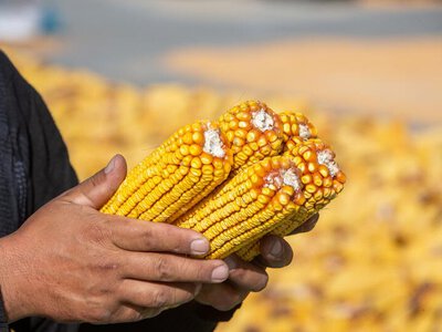 В области Жетісу продолжается уборка кукурузы: урожайность превышает 75 ц/га