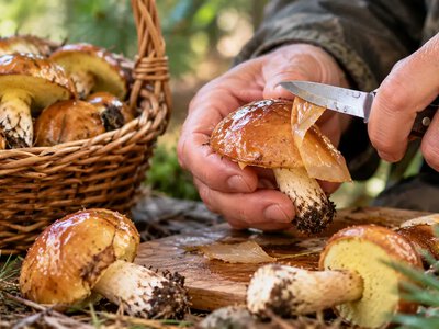 Сезон маслят в разгаре: 4 простых способа быстро снять липкую пленку с грибов