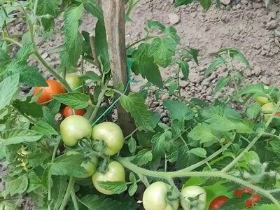 Зеленые помидоры созреют прямо на кустах: что для этого нужно сделать уже сейчас
