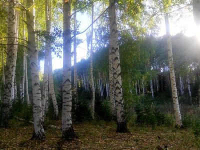 17,5 млн деревьев планируют высадить в ВКО за один год 