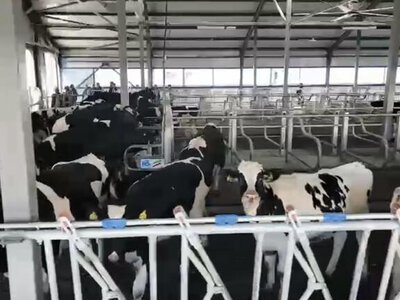 В Казахстане обновляют племенное поголовье для увеличения производства молока и мяса