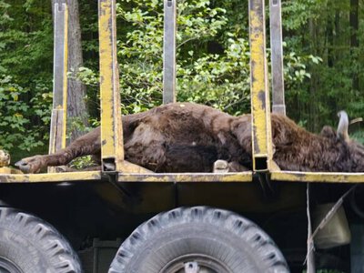 Во Львовской области грузовик сбил насмерть занесенного в Красную книгу зубра весом около 700 кг