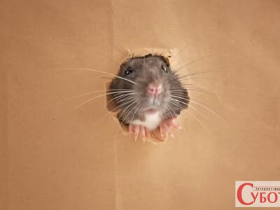 Фольга допоможе зрозуміти, чи є в домі миші: простий спосіб перевірити підозрілі місця