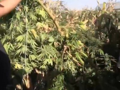 140 кг каннабиса обнаружили на участке жителя Жамбылской области 