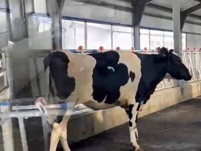  Казахстан закупит 40 тысяч голов крупного рогатого скота 