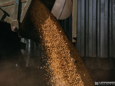 Украина сократила поставки сои в Евросоюз на 71%: как изменилась доля рынка