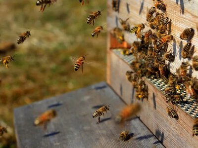  90 кг наркотиков нашли в пчелиных ульях в Турции 