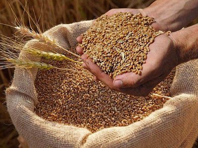 Мировая торговля зерном в сезоне 2026/27 сократится на 3,5% — ФАО