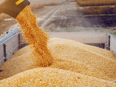 рф ищет новые маршруты для экспорта зерна после резкого падения поставок через Чёрное море - разведка