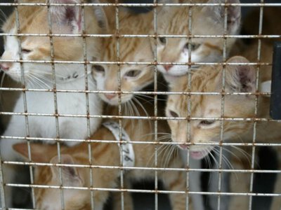  Во Вьетнаме преступники похитили почти 3 тысячи котов и продали их на мясо 