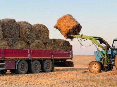 В Актюбинской области к зимовке скота заготовили больше 2 млн тонн сена 