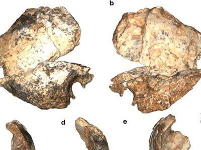 Homo erectus виявився на 200 тисяч років старшим: дорослий предок жив у Південній Африці 2 млн років тому