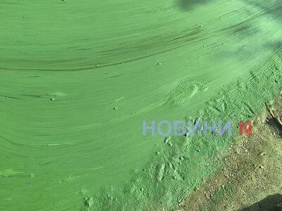 В Южном Буге «зацвела» вода - и это не водоросли (фото, видео)