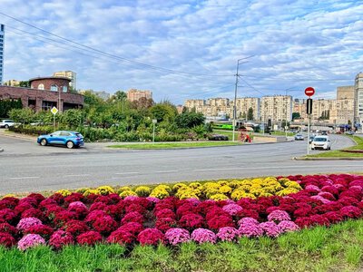 Разноцветные шары, которые цветут: в Киеве появилась осенняя эко-новинка, - ФОТО