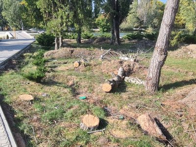 В парках Симферополя заготавливают дрова для фронта – эколог