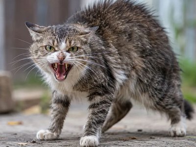 Бездомная кошка укусила человека: на Николаевщине выявили два новых очага бешенства, введен карантин