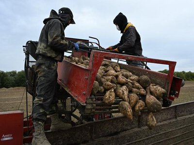 В Талдыкоргане начался сезон уборки сахарной свёклы