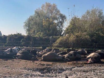 Обстрел Харьковщины: россияне убили более 30 коров КАБом