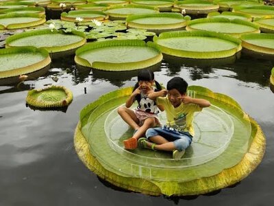 Новый вид гигантских водяных лилий открыли благодаря Instagram