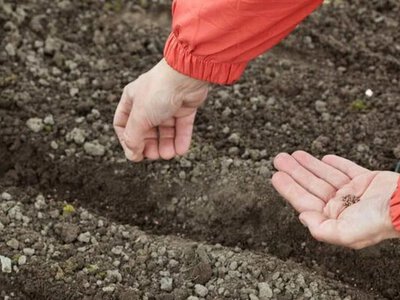 Не откладывайте весну: какие овощи можно посеять под зиму уже в октябре