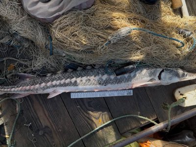 В Одесской области рыбоохранники выпустили в Дунай краснокнижную севрюгу (ФОТО)