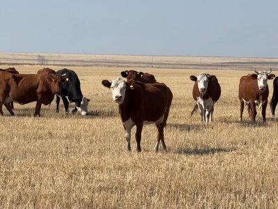Программа«Ауыл аманаты»: в Жаркаинском районе развивается животноводство
