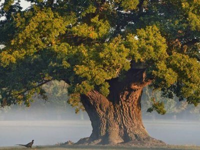 Что помнят дубы: 800 лет климатической истории Молдовы