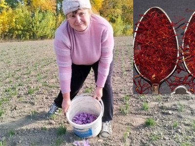 Красный золотой вместо малины: на Волыни начали сбор самой дорогой специи в мире