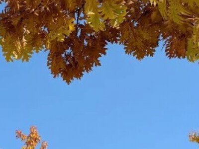 Украинцам рассказали о погоде на 15 октября