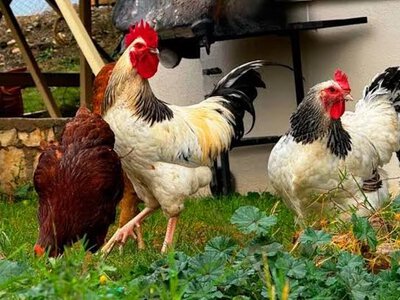 Чем кормить кур осенью, чтобы они лучше неслись: советы и рацион