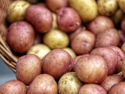 Как сохранить картофель на зиму без погреба: простой метод в мелководной яме с хвоей
