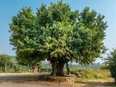 Красивые, но опасные: какие деревья лучше не сажать во дворе