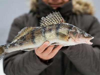  В Казахстане изучают, как выращивать судака на рыбных фермах 