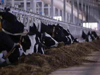 Будущее молочного животноводства: в Акмолинской области запустили роботизированную ферму на 900 голов