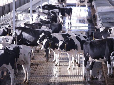  В Акмолинской области запустили роботизированную ферму на 900 коров 