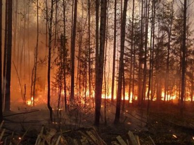  На севере Казахстана за день вспыхнули два лесных пожара 
